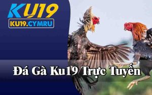 Đá Gà Ku19 - Loại Hình Thức Cá Cược Tại Nhà Cái