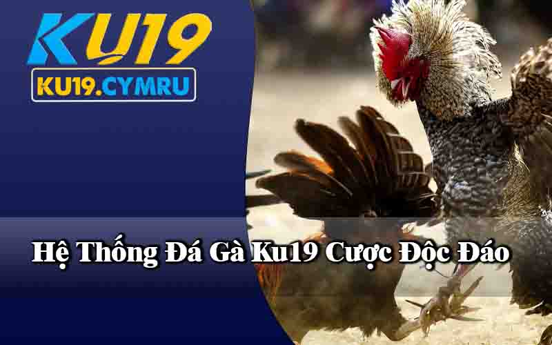 Hệ Thống Đá Gà Ku19 Cược Độc Đáo